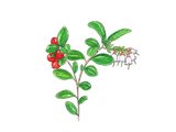 Lyngfamilien (Ericaceae)