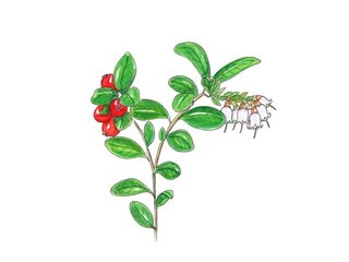 Lyngfamilien (Ericaceae) Lyngfamilien (Ericaceae)