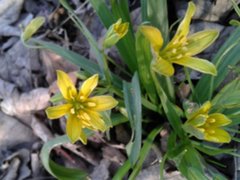 Gullstjerne (Gagea lutea)