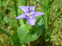 Common Dog-violet (Viola riviniana)