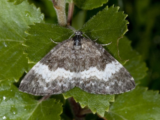 Geitramsmåler (Spargania luctuata)