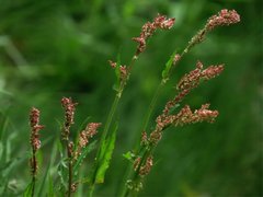 Engsyre (Rumex acetosa)