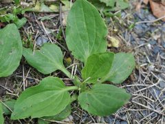 Groblad (Plantago major)