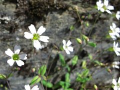 Småsmelle (Silene rupestris)