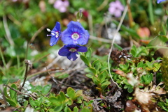 Rock Speedwell (Veronica fruticans)