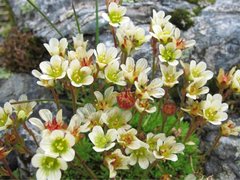 Tufted Saxifrage (Saxifraga cespitosa)