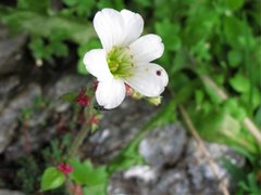 Drooping Saxifrage (Saxifraga cernua)