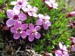 Moss Campion (Silene acaulis)