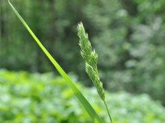 Cock's-foot (Dactylis glomerata)