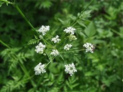 Hundekjeks (Anthriscus sylvestris)