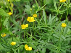 Nyresoleie (Ranunculus auricomus)