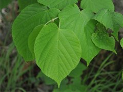 Small-leaved Lime (Tilia cordata)