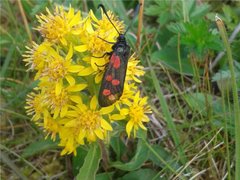 Gullris (Solidago virgaurea)