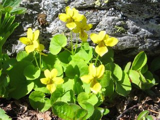 Fjellfiol (Viola biflora)