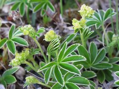 Fjellmarikåpe (Alchemilla alpina)