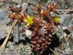 Småbergknapp (Sedum annuum)