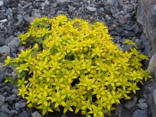 Bitterbergknapp (Sedum acre) Bitterbergknapp (Sedum acre)