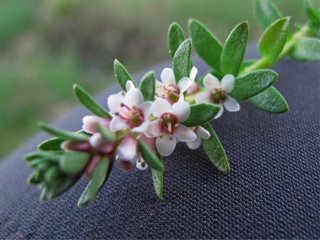 Strandkryp (Glaux maritima) Strandkryp (Glaux maritima)