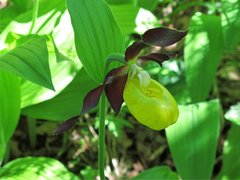 Marisko (Cypripedium calceolus)