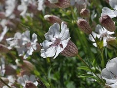 Sea Campion (Silene uniflora)