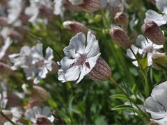 Strandsmelle (Silene uniflora)