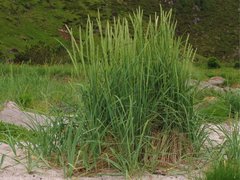 Strandrug (Leymus arenarius)