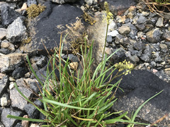 Strandkjempe (Plantago maritima)