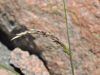 Smyle (Avenella flexuosa) Smyle (Avenella flexuosa)