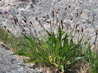 Smalkjempe (Plantago lanceolata) Smalkjempe (Plantago lanceolata)