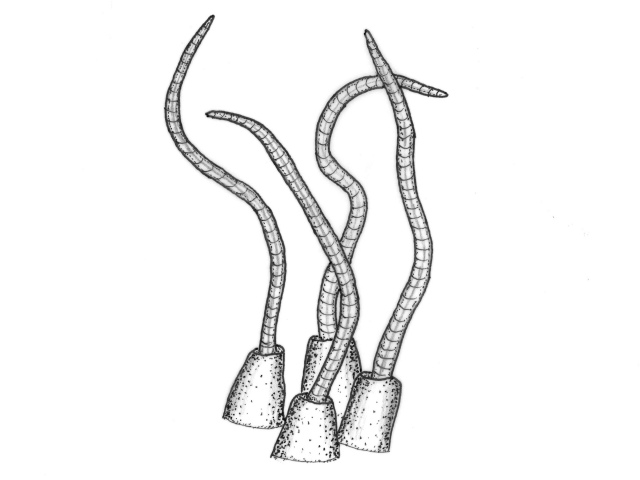 Fåbørstemark