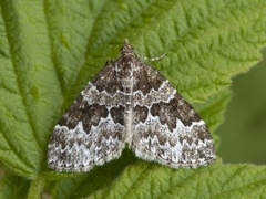 Broken-barred Carpet (Electrophaes corylata)