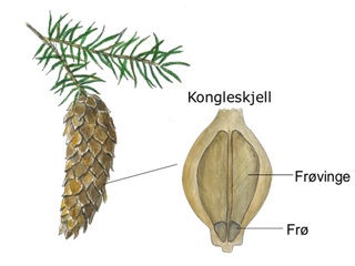 Nakenfrøete blomsterplanter (Pinophyta)