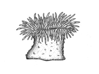 Koralldyr (Anthozoa)