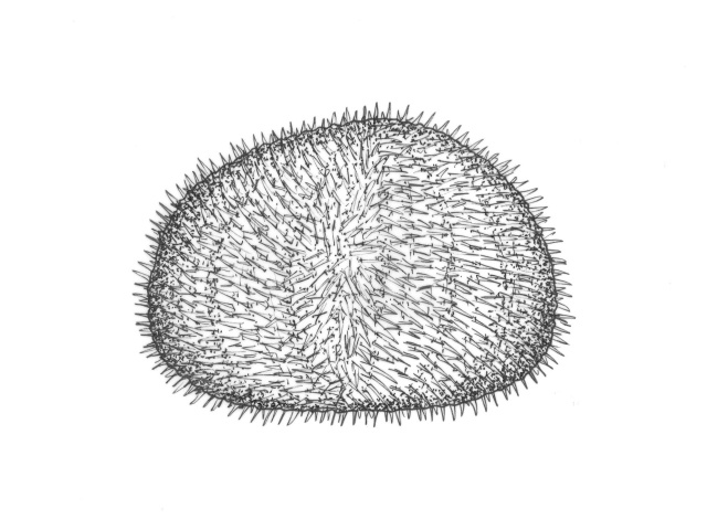 Svabergsjøpiggsvin (Echinus esculentus)