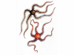 Brittle stars (Ophiuroidea)