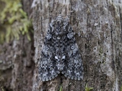 Syrekveldfly (Acronicta rumicis)