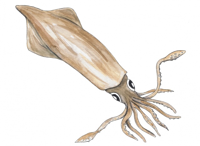 Octopuses and Squids (Cephalopoda)