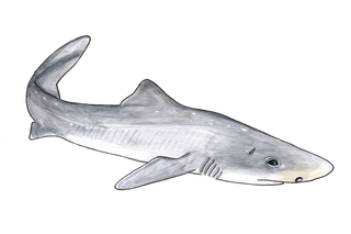 Bruskfisk (Chondrichtyes) Bruskfisk (Chondrichtyes)