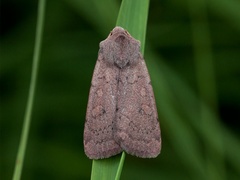 Lyngbakkefly (Xestia castanea)