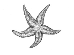 Asterias