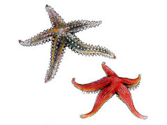 Starfish (Asteroidea)