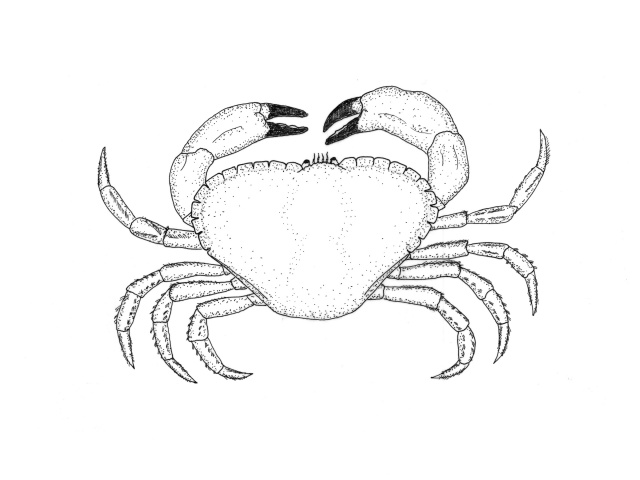 Krabbe