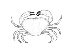 Krabber (Brachyura)