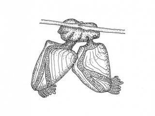 Andeskjellfamilien (Lepadidae)
