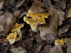 Kantarell (Cantharellus cibarius)