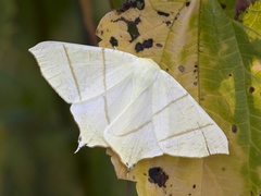 Stjertmåler (Ourapteryx sambucaria)