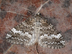 Grå lundmåler (Perizoma hydrata)