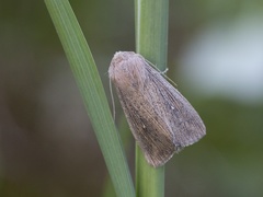 Punktgressfly (Leucania obsoleta)