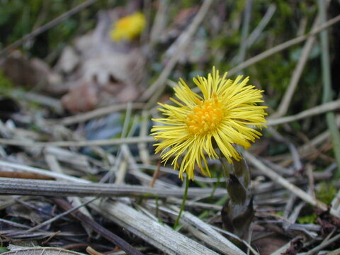 Hestehov i blomst