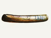 Knivskjell (Solenidae)